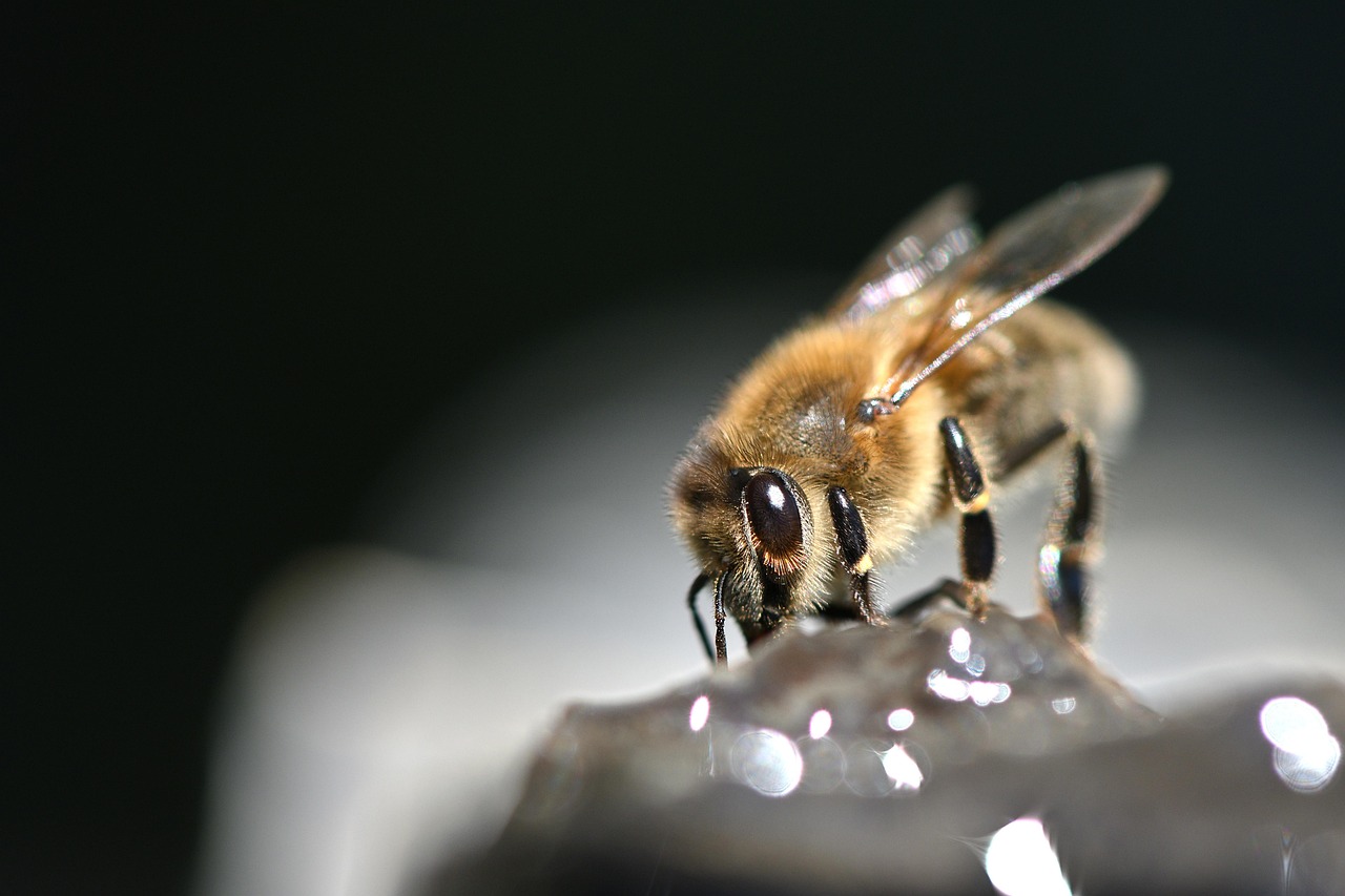 bee, western honey bee, european honey bee, apis mellifera, beehive, apiary, insect, beekeeping, nature, macro, close up, carnica, carniolan honey bee