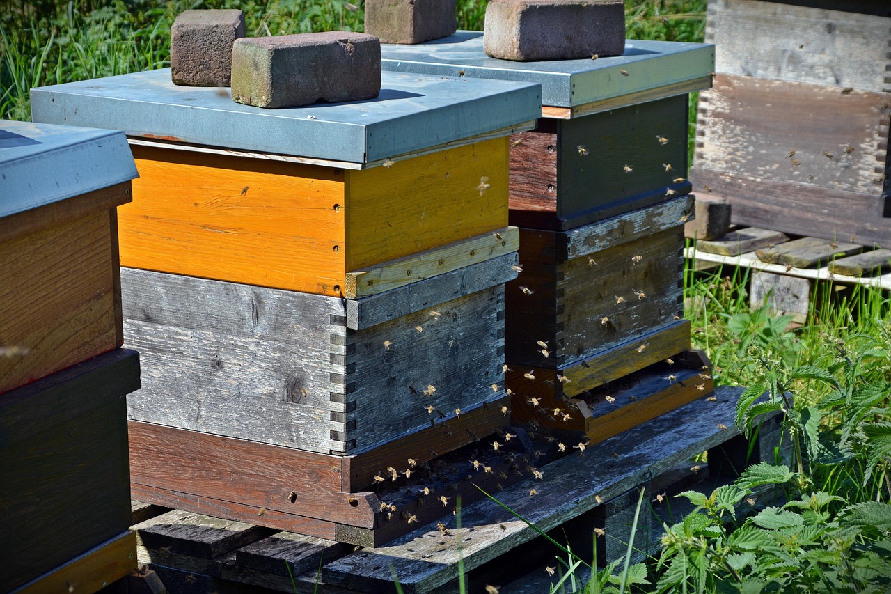 bees, beehive, honey bees, on approach, honey, hard working, insects, beehive, beehive, beehive, beehive, beehive