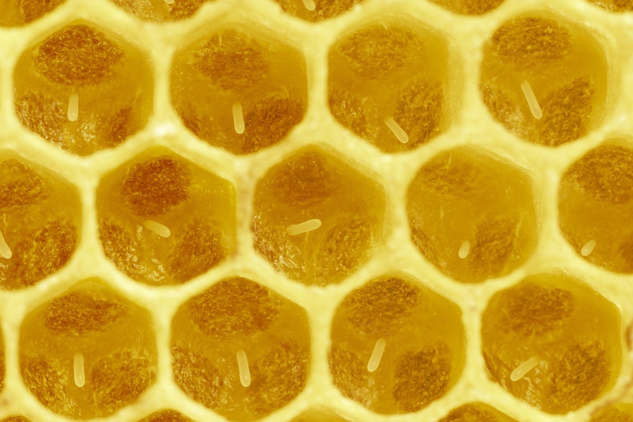 bees, breeding, eggs, larvae, european honey bees, honeycomb, beehive, apiary, insects, beekeeping, nature, animals, apis mellifera, western honey bee, honeycomb, honeycomb, honeycomb, honeycomb, honeycomb, beehive, beehive, beehive, apiary, apiary