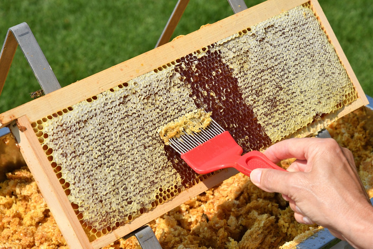 honey extraction, honeycomb, beekeeping, apiary, honey harvest, beehives, harvest, honey comb