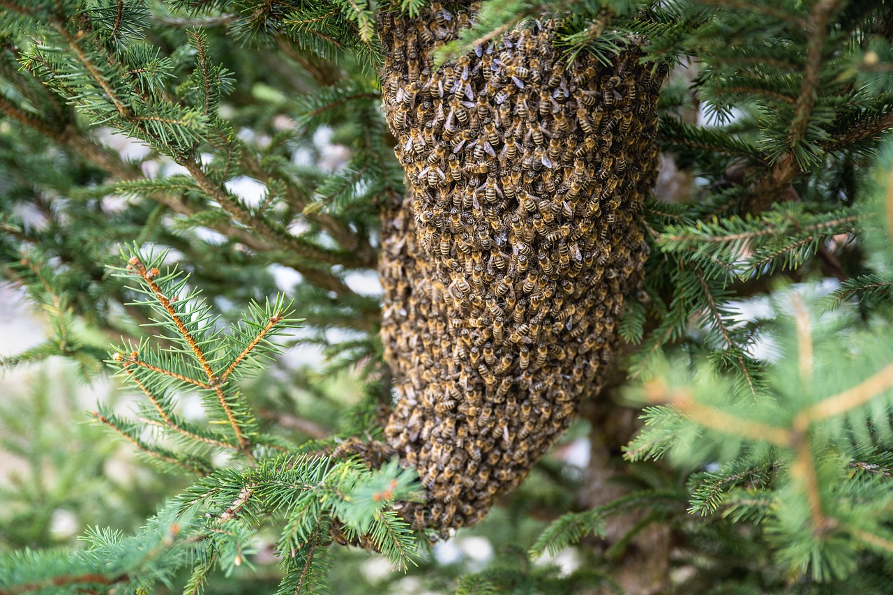 swarm of bees, bees, insects, honey bees, beehive, honeybees, hive, hymenoptera, entomology, beekeeping, colony, beekeeper, carnica, nature, carniolan honey bee, bees, beehive, beehive, beehive, beehive, beehive