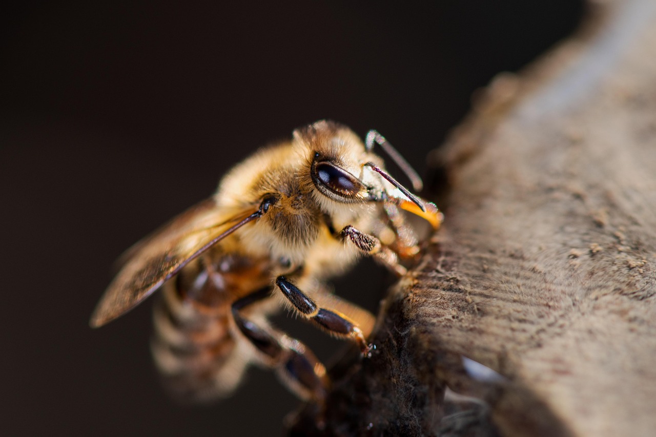 western honey bee, bee, carnica, insect, european honey bee, apis mellifera, beehive, apiary, beekeeping, nature, macro, closeup, carniolan honey bee, world bee day, western honey bee, bee, bee, bee, bee, bee