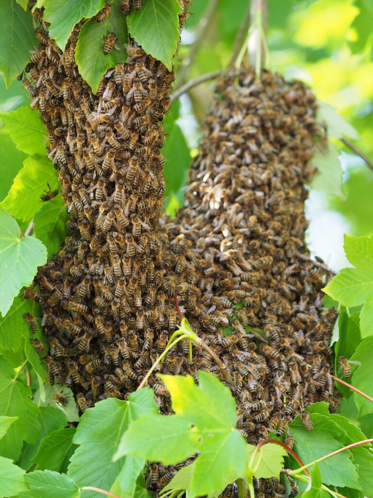 bee, swarm, bee swarm, insect, honeybee, nature, swarm, swarm, bee swarm, bee swarm, bee swarm, bee swarm, bee swarm, honeybee